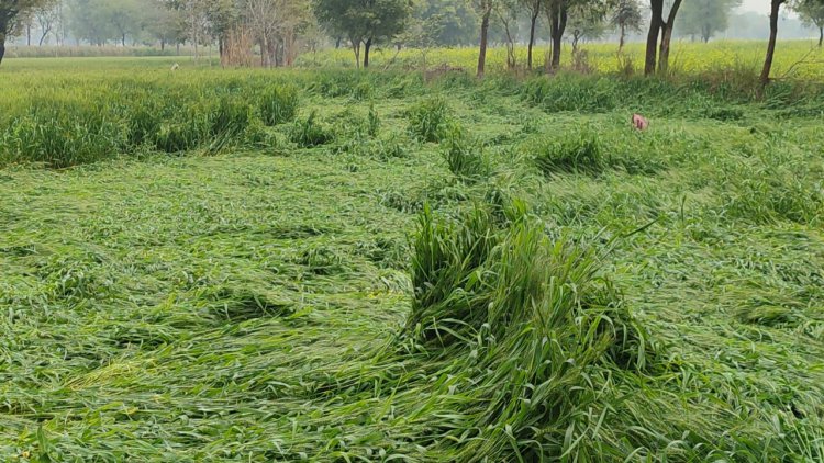 तेज हवाओ के साथ बेमौसम की बारिश ने आडी पटकी गेंहू की फसल, किसान हुए निराश