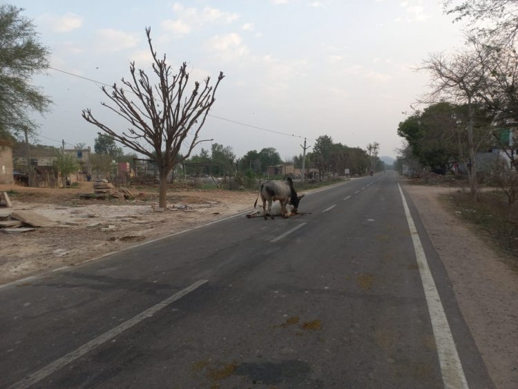 माचाडी: अज्ञात वाहन ने मारी टक्कर,  हाइवे पर घायल पड़ी रही गौमाता