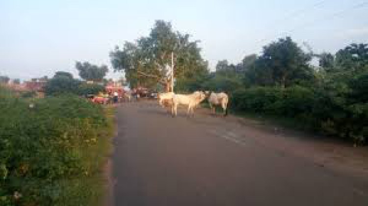 कस्बे में घूम रहे लावारिस गौवंशो का आतंक लोगो के लिए बना परेशानी का सबब