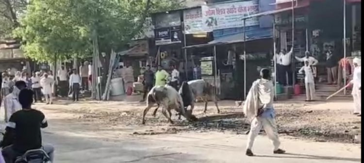 दो सांडों में मचा घमासान: अफरा-तफरी के बीच बाइक क्षतिग्रस्त