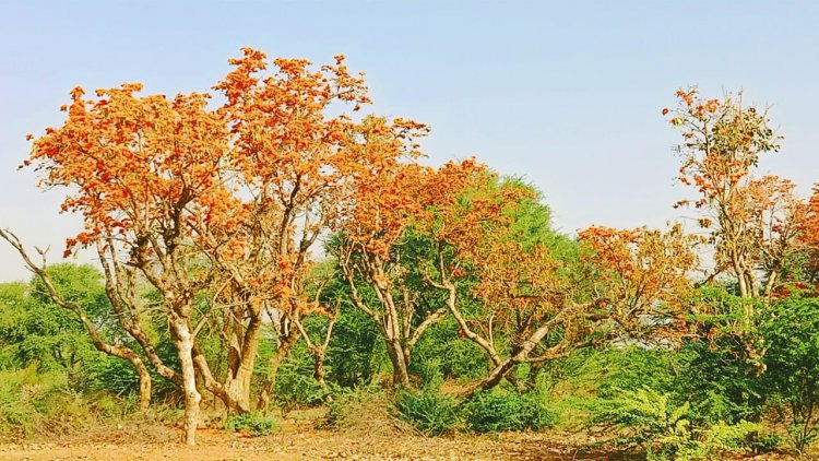 भारतीय नववर्ष पर पलाश के पेड़ो पर देखने को मिला प्रकृति का खूबसूरत नजारा