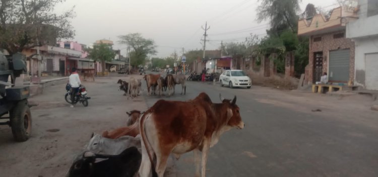 उपनगर पुर की चारागाह भूमि जिंदल के अधीन: बेसहारा गौवंश के भूखे मरने की नौबत