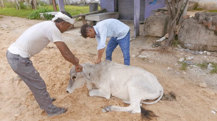 पशुओं में फैल रही अज्ञात बीमारी से पशुपालक चिंतित