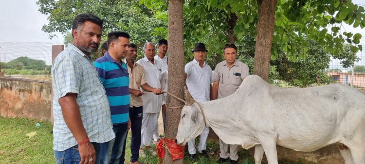 विधायक मुरावतिया के निर्देशन में 140 गायों का हुआ टीकाकरण