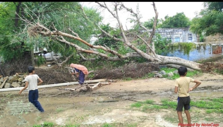 पीपल का पेड़ गिरने से पोल टूटा कोई जन हानि नही: विद्युतकर्मियों ने मौके पर पहुच सप्लाई करवाई शुरू