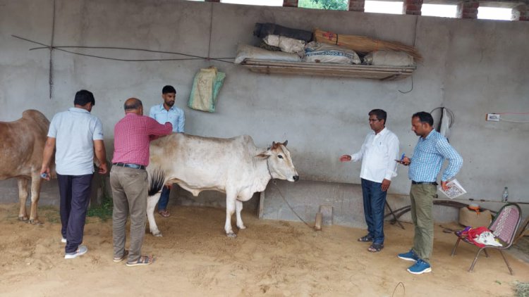 गौवंश में लम्पी बिमारी के टीकाकरण करने के लिए पशु चिकित्सा मोबाइल टीम पहुंची बाघोली