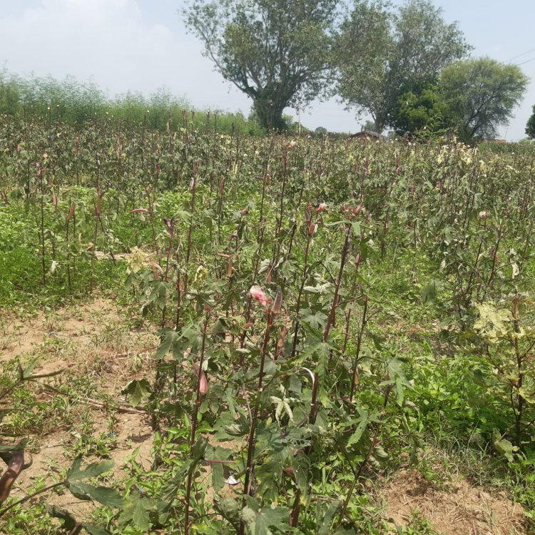 वैर विधान सभा इलाके में हो रही है यूरोपियन खेती: लाल रंग की भिंडी अपना रहा है किसान, जैविक खेती के सिद्धांत हो रहा रोजगार परक