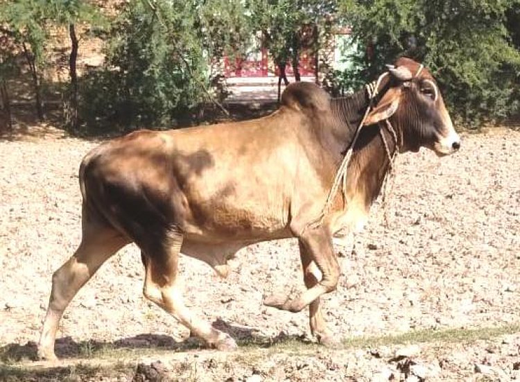 तीन माह से घूम रहा घायल नंदी: प्रशासन ने नही ले रहा सुध, समाजकंटको ने बनाया बंधी