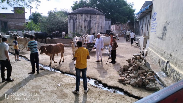 व्यापार मंडल ने लंपी वायरस के आयुर्वेदिक इलाज के लिए गोवंश को खिलाए औषधियों के 4000 लड्डू