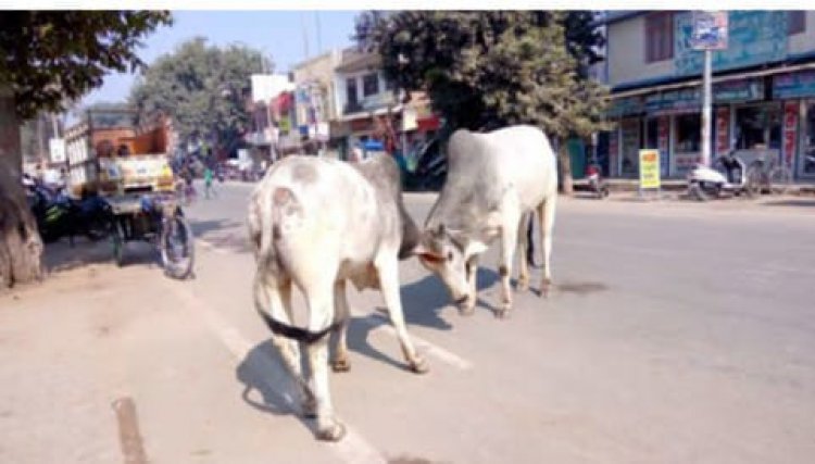 उदयपुरवाटी में लाल मुंह  के बंदरों व आवारा पशुओं का आतंक