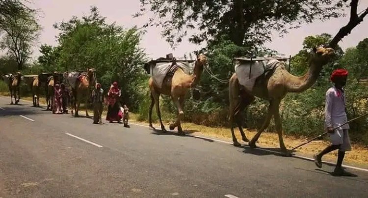 ग्वाला बनकर कर रहे परिवार का लालन-पालन:पश्चिमी राजस्थान से मवेशियों का आना शुरू-पापी पेट का सवाल