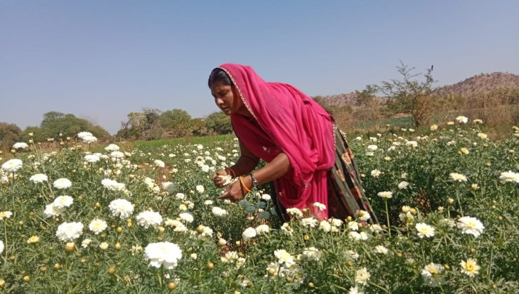 काले सोने की खेती पर चमकते सफेद फूल: गुरलां में सफेद फूलों की बहार