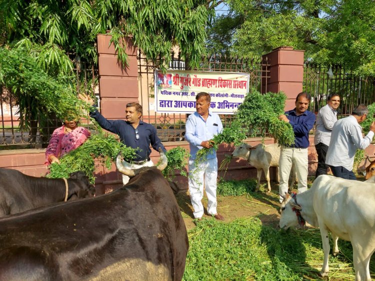 गायों को हरा चारा डाल: गौसेवा की दी प्रेरणा