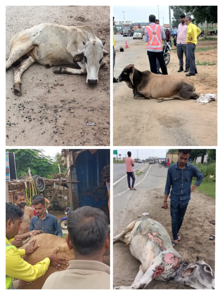 मुजरास टोल नाके पर आज्ञात ट्रक चालक की लापरवाही से एक गोवंश की मौत दो गोवंश गंभीर रूप से हुए घायल