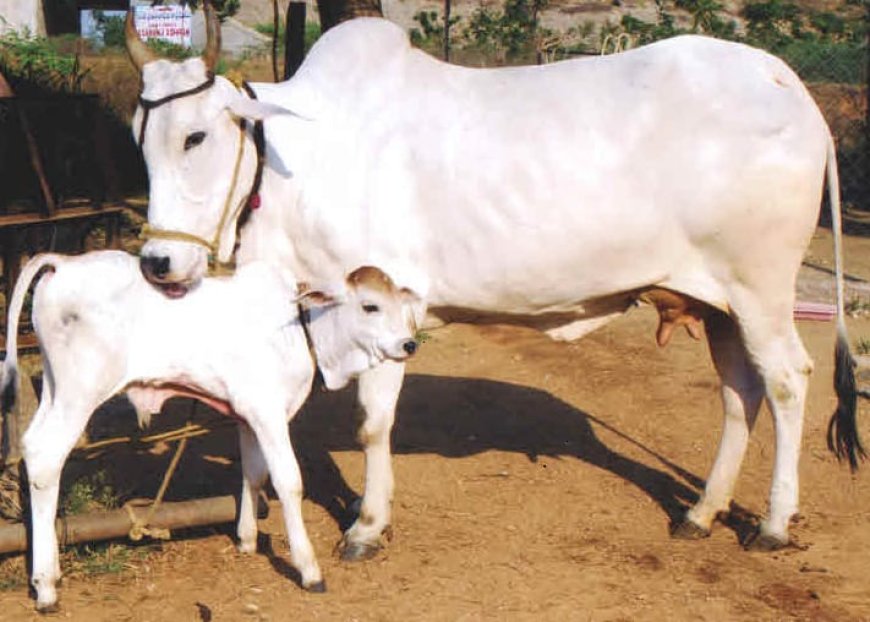 संकष्टी चतुर्थी  (बहुला चतुर्थी) व्रत रख श्री गणेश एवं गौ माता की पूजा अर्चना