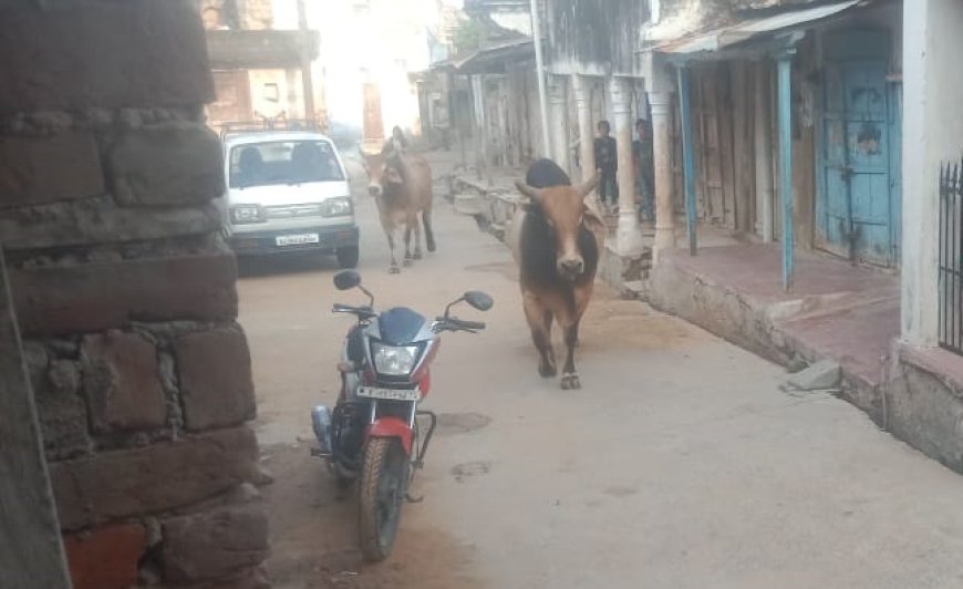 उदयपुरवाटी की गलियों में आवारा पशुओं का आतंक:आमजन भयभीत, प्रशासन नहीं दे रहा कोई ध्यान