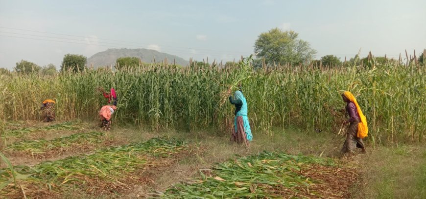 सकट क्षेत्र में बारिश के बाद मौसम खुलते ही बाजरे की कटाई में जुटे किसान