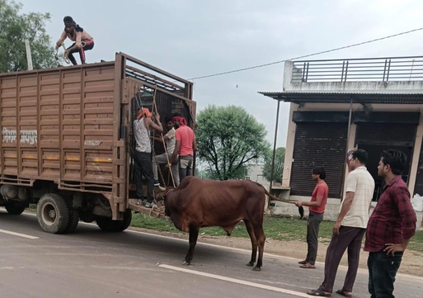 नगर पालिका बांदीकुई द्वारा आवारा सांड पकड़ने का उल्लेखनीय कार्य