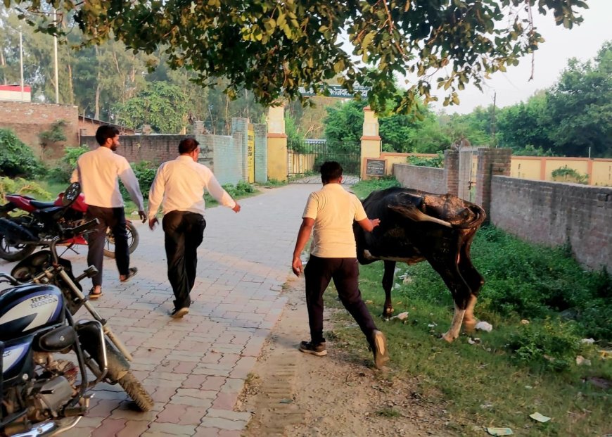 गाय के इलाज के लिए डॉक्टर की टीम बनी गाय के लिए देवता