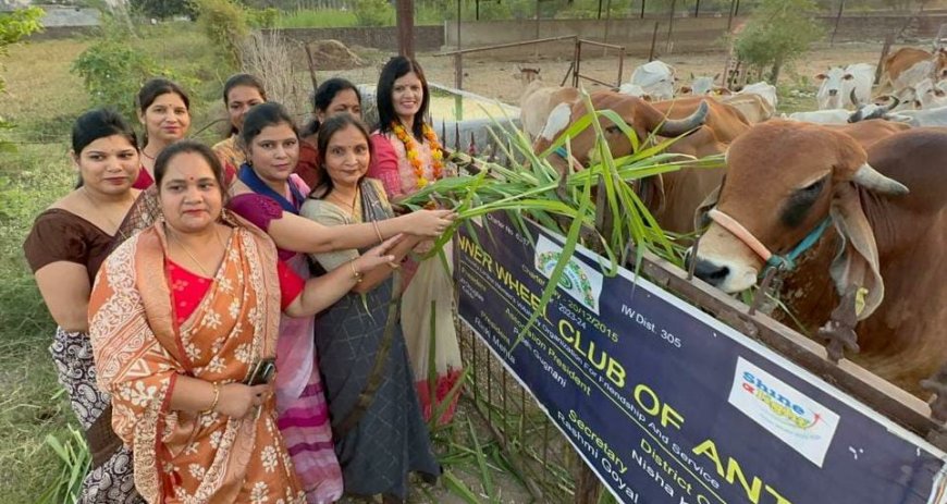 इनरव्हील क्लब द्वारा श्राद्ध पक्ष में किया बरखेड़ा गौशाला में गौ सेवा का कार्य