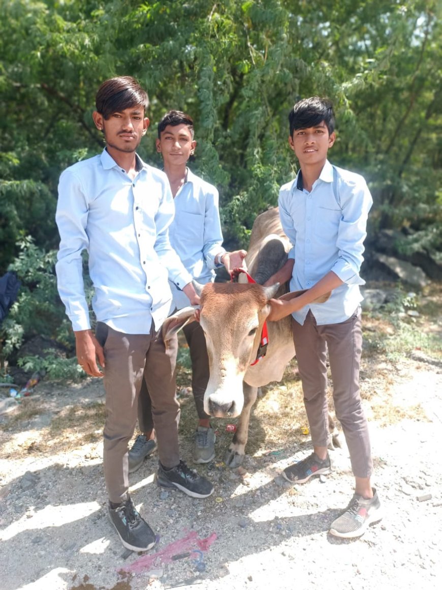 करुणा क्लब ने गौवंश को  दुर्घटना बचाने हेतु बाँधे रेडियम बेल्ट