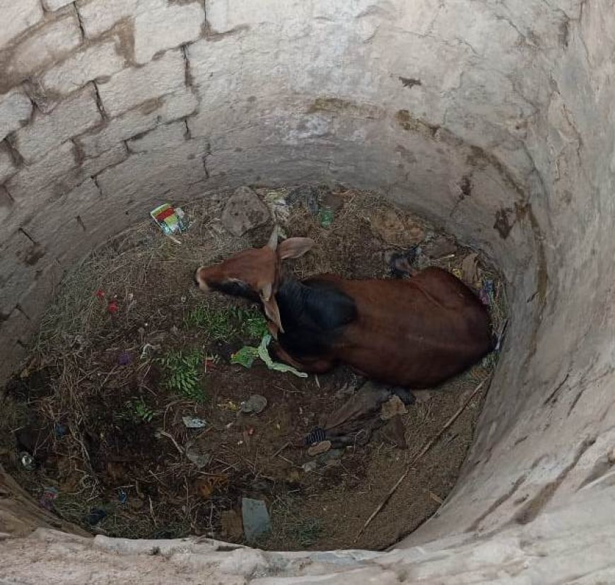 कुए में गिरे सांड को ग्राम पंचायत सरपंच ने हाइड्रोलिक मशीन से सुरक्षित निकलवाया