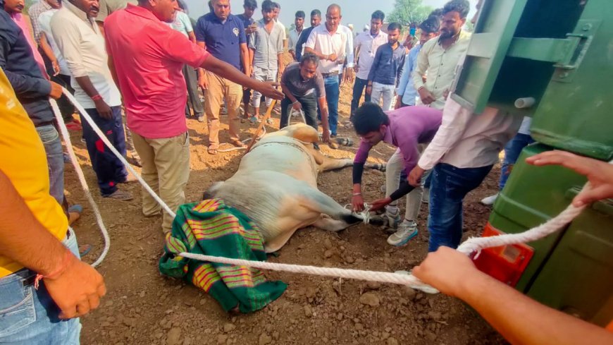 खबर का हुआ असर घायल सांड को मिला उपचार