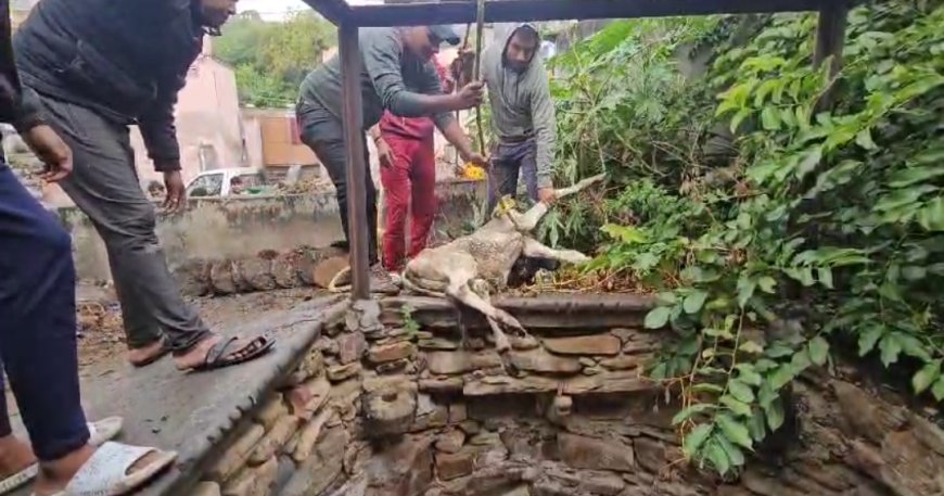 माचाड़ी कस्बे के कुए में गिरे गौवंश को निकाला बाहर: पहुँचाया भौंरंगी गौ-शाला