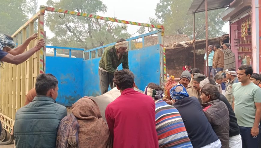 लावारिश पिकअप में 9 गोवंश को छोडक़र भागे तस्कर,एक बछड़े की मौत