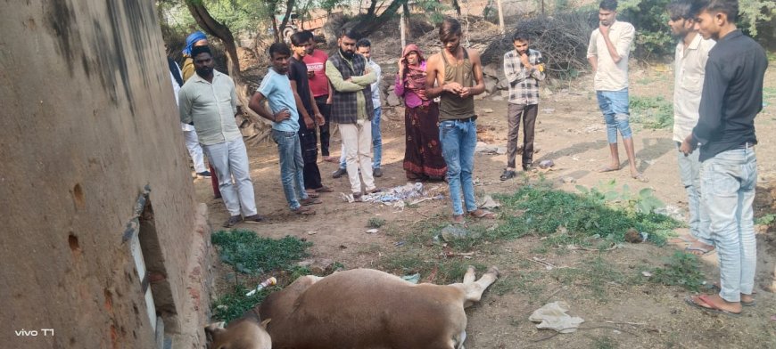 दो नंदीओ को जहरीले पर्दाथ सेवन से मोैत -अज्ञात समाजकंट पर शंका