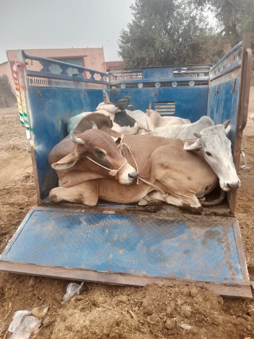 बेख़ौफ़ गौतस्कर:5 गौवंश बरामद,सत्ता बदलने के बाद सख्त कानून का इंतजार