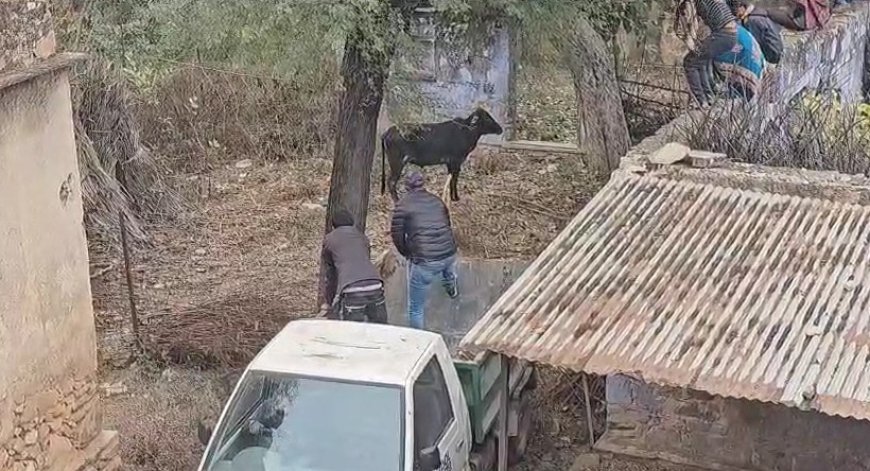 पागल गौवंश ने ग्रामीणों को किया घायल