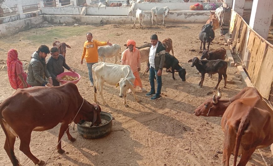 सकट में मकर संक्रांति पर्व पर लोगों ने गौ वंश को हरा चारा व गुड खिलाकर पुण्य कमाया