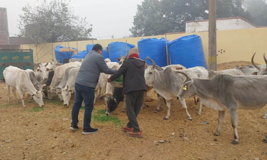 भाजपा नेता ने गौशाला का किया निरीक्षण, अव्यवस्था मिलने पर लापरवाह कर्मचारी होगे निलम्बित