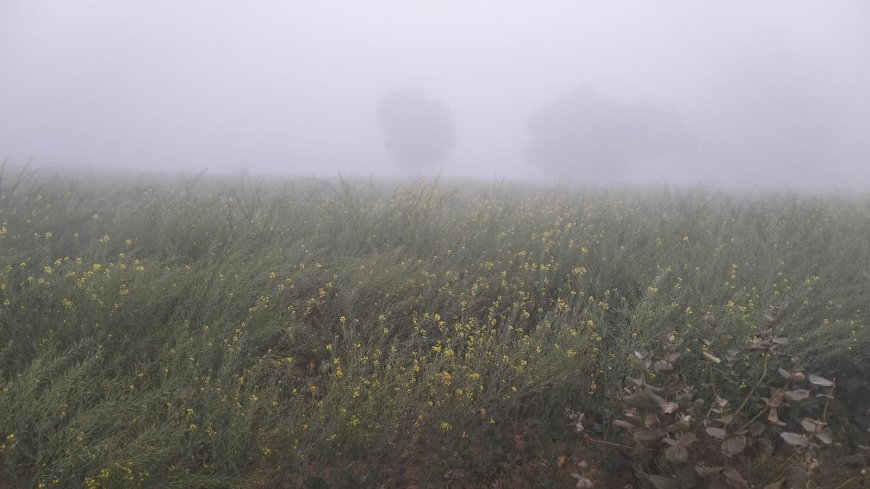 सर्दी में खेतों में जम रही है बर्फ, किसान परिवार हो रहे चिंतित: फसलों व सब्जियों में भारी नुक्सान की आशंका