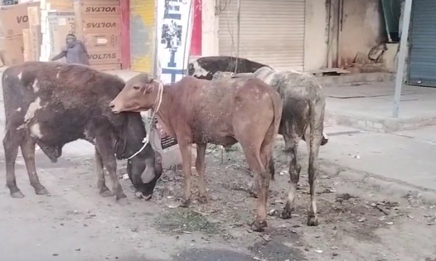 आधा दर्जन गौवंश को वाहन समेत छोड़ भागे गौतस्कर