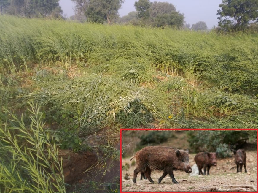 खेड़ापा में जंगली सुअरों के आतंक से किसान हुए परेशान