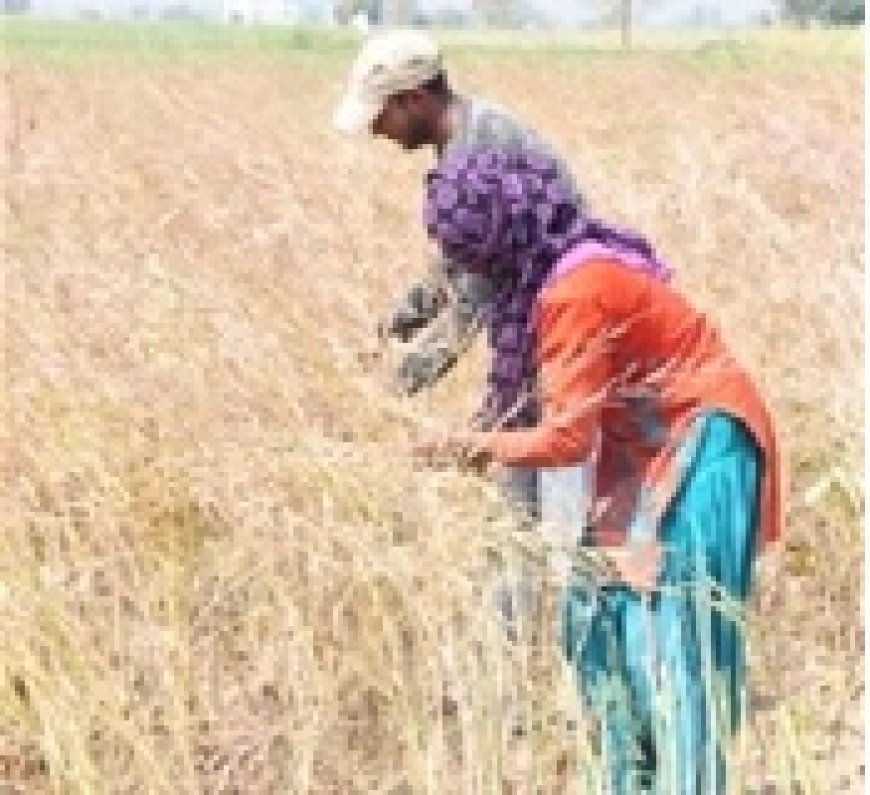 मौसम का मिजाज बदला, किसान हुए परेशान, बाजारो मे सन्नाटा