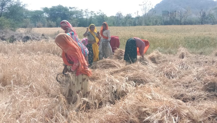 गेहूं की कटाई एवं थ्रेसिग करने में जुटे है किसान