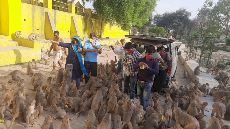 गोवर्धन परिक्रमा मार्ग में भूखे बंदरों के लिए डालें कार्यकर्ताओं ने केले टमाटर और चने