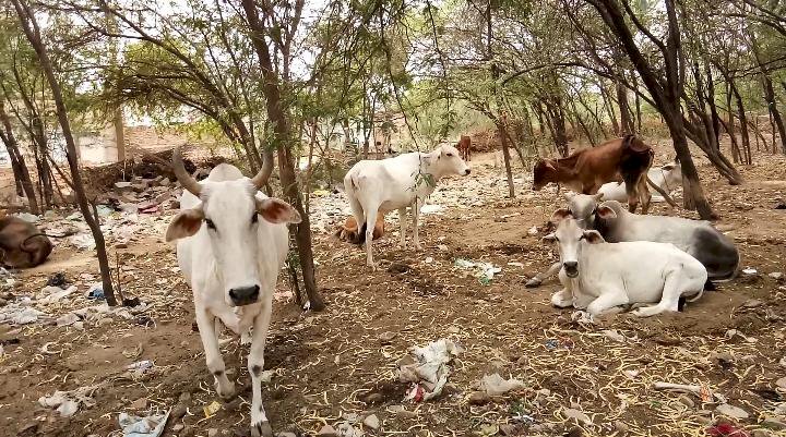 चारे, पानी के लिए मोहताज हो रहे बेजुबान गाय, बछड़े व सांड़ -आंखों में आंसु, धूप में कठोर तपस्या, कब तक होगी बेजुबान गायों की परीक्षा