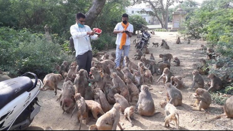 फल सब्जी खिला कर हजारों भूखे बंदरो और गायो का पेट भर रहे उत्साही युवा