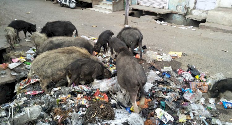 आवारा गौवंश व सूअरों से नागरिक परेशान,जिम्मेदारों का नही ध्यान