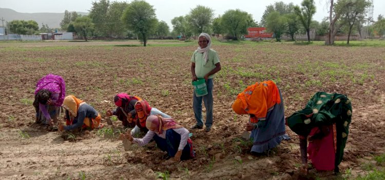 बाजरे की निराई गुड़ाई में जुटे किसान