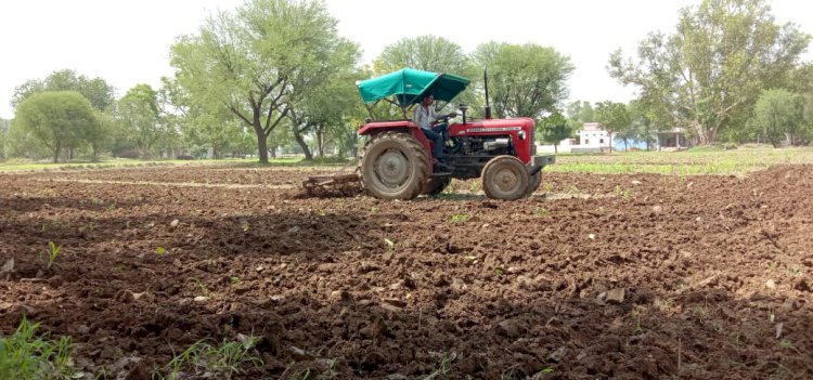 किसानों ने खेतों में दोबारा की बाजरे की फसल की बुवाई