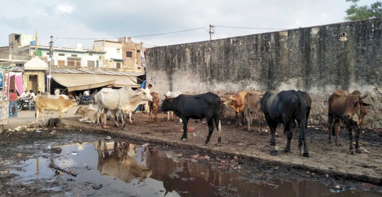 आवारा पशुओं व जानवरों ने जीना किया मुश्किल, लोगो का घर से बाहर निकलना मुश्किल