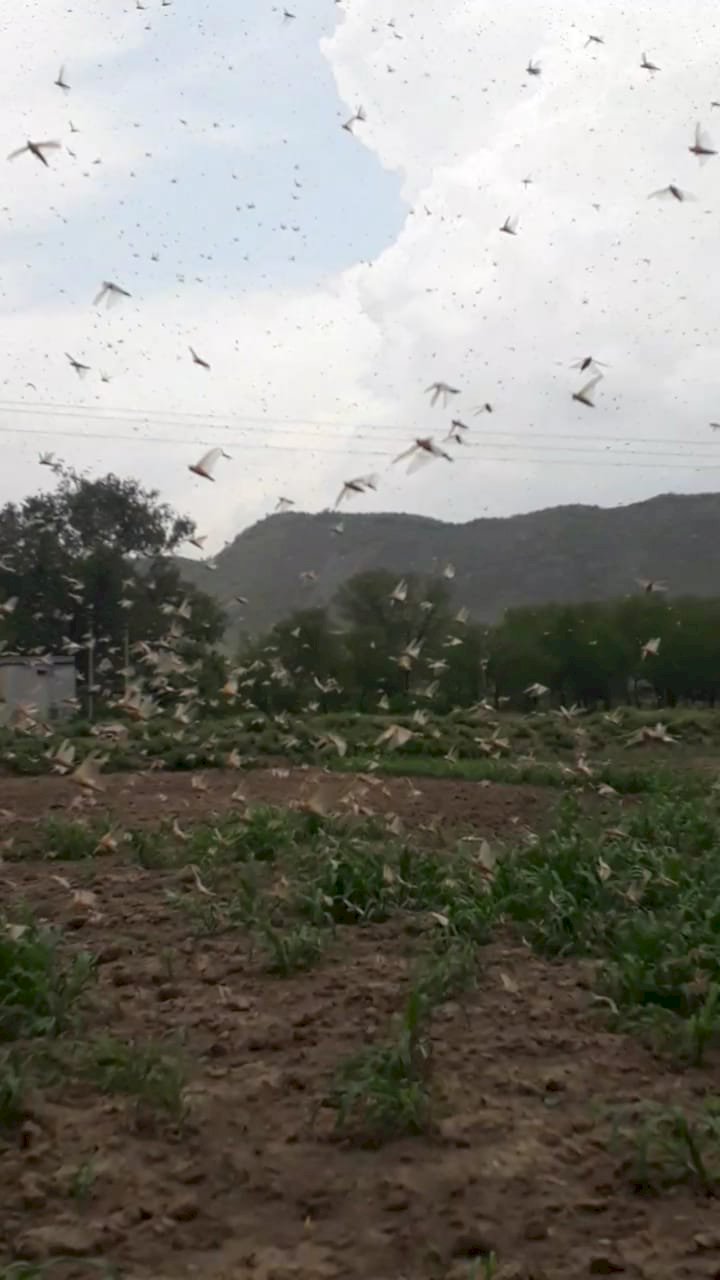 टिड्डी दल को लेकर बयाना में सतर्कता