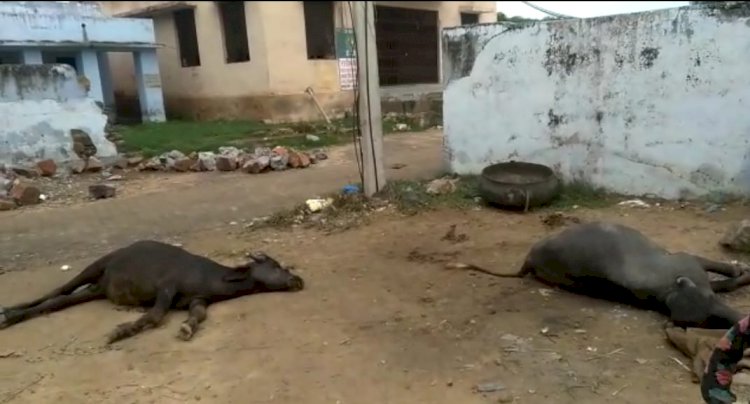 गोविन्दगढ़ के फ़ाहरी मे बिजली लाइन टूटने से दो भैंसो की हुई मौत