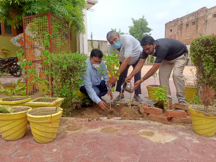 कस्बे के कॉलेज में किया वृक्षारोपण