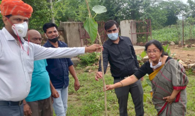 भोरंगी धाम गौशाला पर वृक्षारोपण कार्यक्रम  हुआ आयोजित